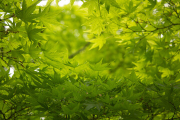 Frame of real branches green leaves textured background. Japanese tree acer (Acer palmatum) asian...