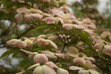 Obraz premium Pink and white Japanese tree flowers blossoming in the park in the spring. Asian Cornus kousa Miss Satomi (Kousa Dogwood)