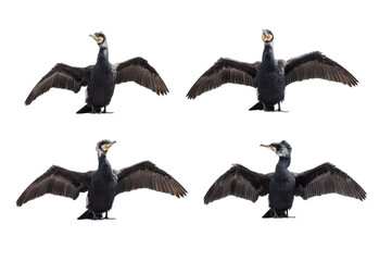 cormorants with spread wings isolated on white background