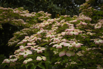 Pink and white Japanese tree flowers blossoming in the park in the spring. Asian Cornus kousa Miss Satomi (Kousa Dogwood)