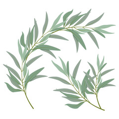 Set of different olive branches