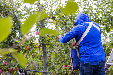 Apple picking in Yakima
