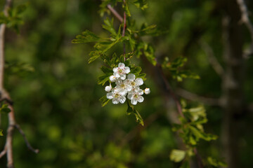 Hawthorn flowers