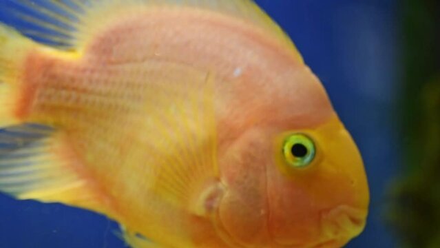 yellow, orange fish Red parrot cichlid parrot swims in aquarium, fish care, blue background, underwater world, slow motion