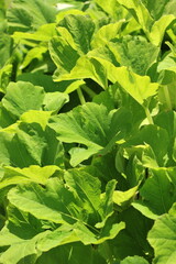 Green lettuce growing in the vegetable garden.