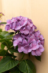 Garden Hydrangea tiffany purple - large purple flowers, close-up