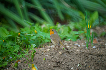 robin on the grass