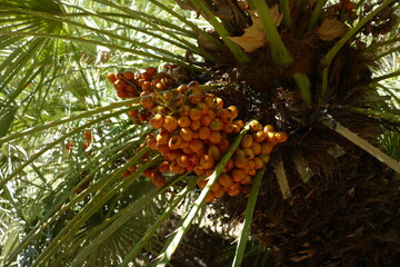 Chamaerops humilis is one of only two palm species native to southern Europe.