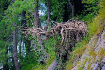 closeup of tree branch, Moss growth on tree branch in tropical forest, The forest tree with abundance, trees and green leaves in spring during the day.
