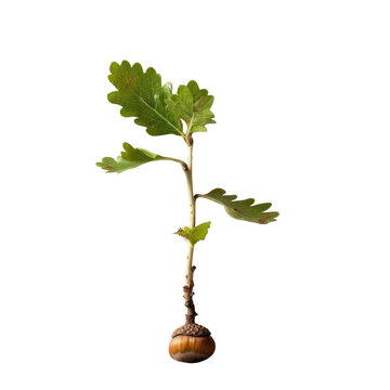 A tiny oak sapling sprouted from a single acorn standing alone on a clear transparent background