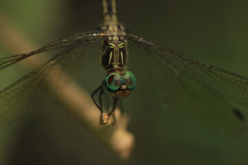 dragon-fly