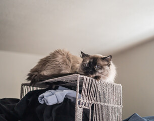 Cat on Laundry Basket So Cute