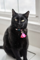 Cutest Black Kitty in Kitchen With Bright Pink Collar