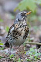 fieldfare