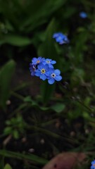 forget me not