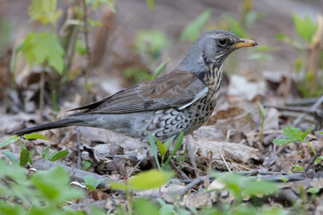 fieldfare