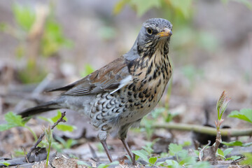 fieldfare