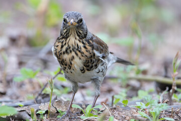 fieldfare