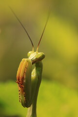 Praying Mantis