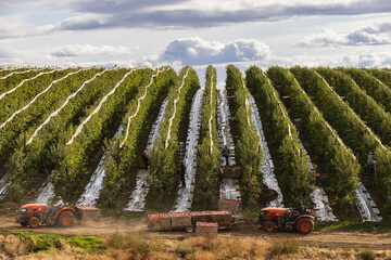 Apple Orchard During Harvest