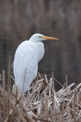 white heron