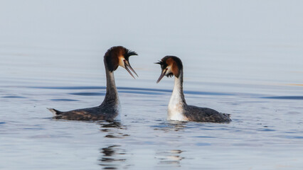 Great Grebe