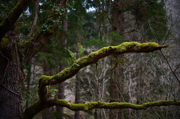 Ferns grow on the branches of a tree in Cantabria. Spain