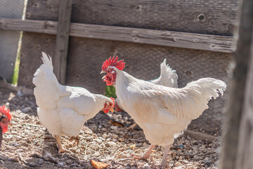 White Chickens in Chicken Coop