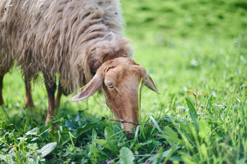 Sheep grazing on a farm in the Barrio de Arriba de Ucieda, in the Autonomous Community of...