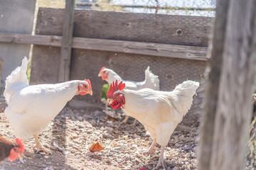 White Chickens in Chicken Coop © seaseasyd