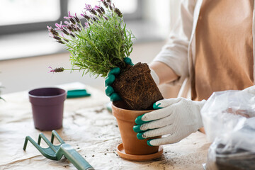 people, gardening and housework concept - close up of woman in gloves planting pot flowers at home - obrazy, fototapety, plakaty