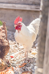 Chickens in Coop Eating Leftover Food Feed Scraps