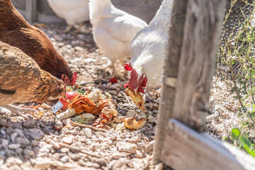 Bunch of Chickens Eating Leftover Food as Feed