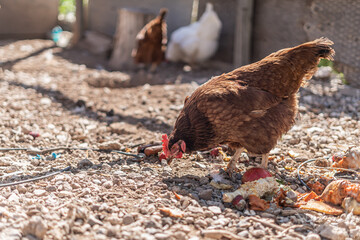 Chickens in Coop Eating Leftover Food Feed Scraps