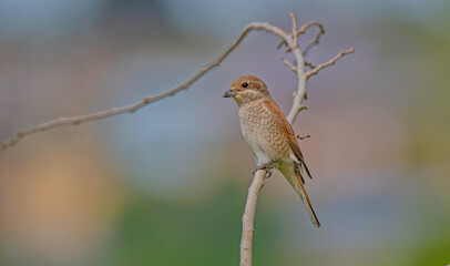 Red-backed Shrike (Lanius collurio) is a common species in European countries. It is a species with a high probability of being seen everywhere in Turkey except in spring and settlements.