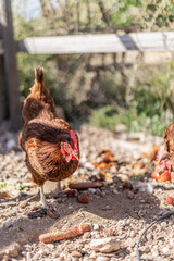 Chickens in Coop Eating Leftover Food Feed Scraps