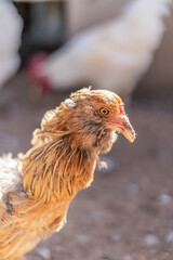 Close Up of Chicken Face Head Macrophotography