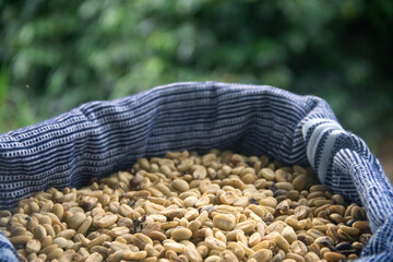 A close-up of many coffee seeds in a blue handmade burlap with a forest in the background