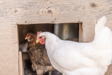 White Chicken in Her Coop