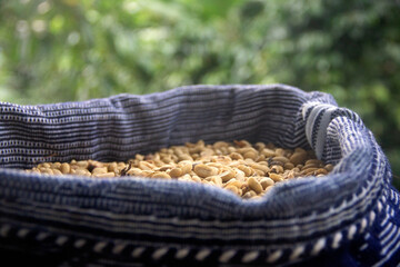 A close-up of coffee seeds in a blue handmade burlap with a green forest background
