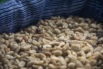A close-up of many coffee seeds in a blue handmade burlap