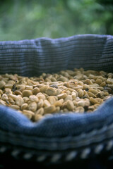 A close-up of many coffee seeds in a blue wool bag