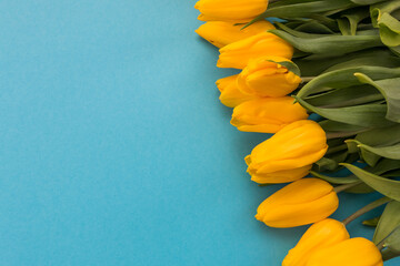 yellow tulips lie on a blue background. Floral background for postcard, banner