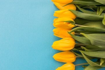 yellow tulips lie on a blue background. Floral background for postcard, banner