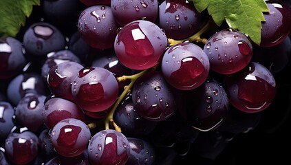 Bunch of fresh black grapes with water drops on black background.