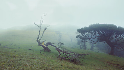 Relict laurel trees and fog, Madeira