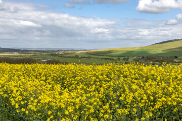 Fototapeta premium Looking out over a field of rapeseed crops in the South Downs, on a sunny spring day