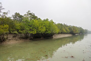 Sundarbans on a foggy winter morning.this photo was taken from Bangladesh.