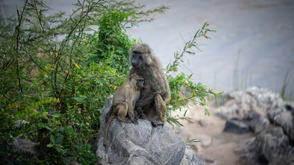 Baboons Cuddling on a Rock