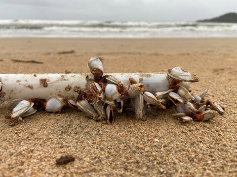 Lepadomorph barnacles found on Calangute beach Goa, India.